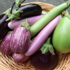 Eggplant