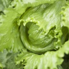 Iceberg Lettuce