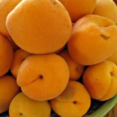 Apricots