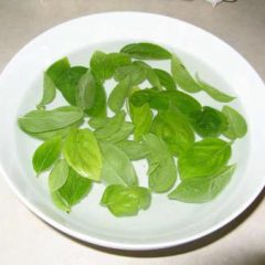 Basil leave