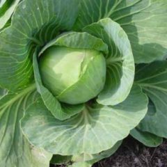 Cabbage