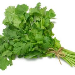 Cilantro