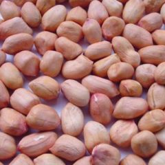 Groundnut