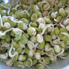 Moong Bean Sprout