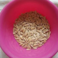 Muskmelon seeds