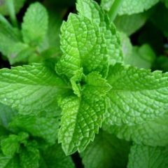 Mint Leaves