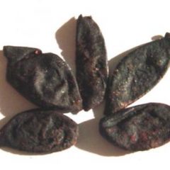 kokum