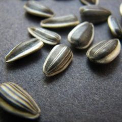 Sunflower seeds