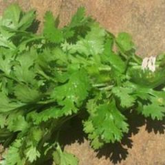 Parsley