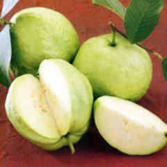 Guava