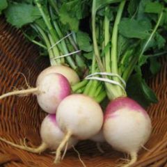 Turnip